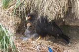 Striated Caracara nest